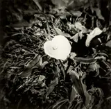 Peter Peryer, Lily, gelatin silver print (1976)