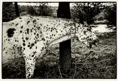 Julian Ward, Turangi Acne Horse, gelatin silver print