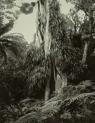 Peter Peryer, Pukeiti, Taranaki, gelatin silver print (2002)