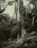 Peter Peryer, Pukeiti, Taranaki, gelatin silver print (2002)