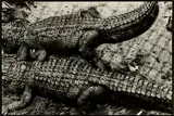 Peter Peryer, Alligators, Auckland Zoo