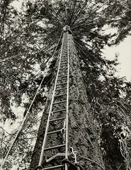 John Johns, The Woodside Douglas Fir, Geraldine, South Canterbury, vintage gelatin silver print (1956)