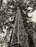 John Johns, The Woodside Douglas Fir, Geraldine, South Canterbury, vintage gelatin silver print (1956)