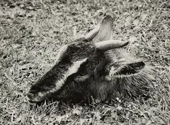 Goat Head by Peter Peryer, gelatin silver print, 5/10, sold Aug 2015