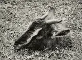 Peter Peryer, Goat Head, gelatin silver print, 5/10