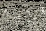 Peter Peryer, Birds, Chatham Islands