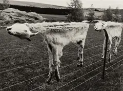 Two Goats by Peter Peryer, gelatin silver print, 2/10, offered Aug 2015