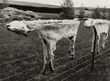 Peter Peryer, Two Goats, gelatin silver print, 2/10