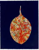 Pat Hanly, Tamarillo, screenprint, 8/14
