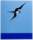 Don Binney, Pacific Frigate Bird
