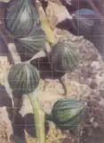 James Cousins, Untitled, acrylic on canvas