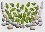 Mark Wooller, Vessel