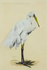 Raymond Ching, Kotuku, The White Heron II, bodycolour, watercolour and gouache on paper