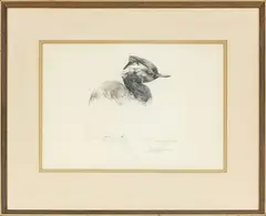 Raymond Ching, Black-Necked Grebe, graphite on paper