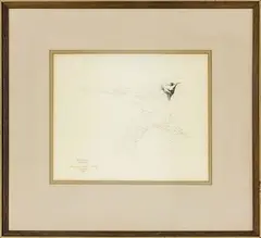 Raymond Ching, Pied Wagtail, graphite on paper