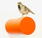Michael Parekōwhai, Elmer Keith, taxidermied sparrow and two pot paint on aluminium