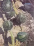 James Cousins, Untitled, acrylic on canvas