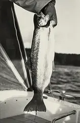 Trout by Peter Peryer, gelatin silver print, sold Nov 2014