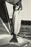 Peter Peryer, Trout