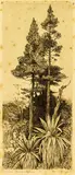 Trevor Lloyd, Evening (Mountain Cypress), etching