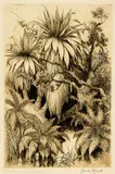 Trevor Lloyd, Where the Toi Grows, etching