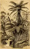 Trevor Lloyd, Glade Gossip, etching