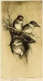 Trevor Lloyd, Young Kingfishers, Their Home in the Bak (sic), etching