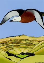 Don Binney, Paradise Duck, oil pastel, watercolour and acrylic on paper