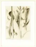 Colin McCahon, Kauri
