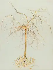 Rita Angus, Tree in Winter, Waikanae, watercolour