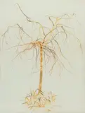Rita Angus, Tree in Winter, Waikanae