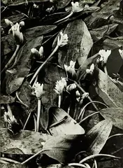 Peter Peryer, Sonata, gelatin silver print