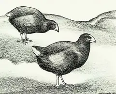 Takahe by Don Binney, conte crayon on paper, offered Jun 2014