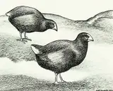 Don Binney, Takahe