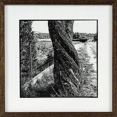 Bill Culbert, Almond Tree, gelatin silver print