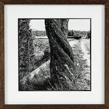 Bill Culbert, Almond Tree