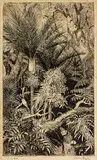 Trevor Lloyd, Silent Bush, etching