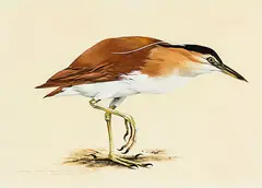 Ray Ching, Nycticororx caledonicus caledonicus Rufons Night Heron, gouache and watercolour on paper