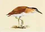 Ray Ching, Nycticororx caledonicus caledonicus Rufons Night Heron, gouache and watercolour on paper