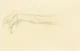 Anna Lois White, Anatomical Study of Two Arms, graphite on paper