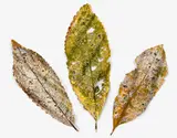 Jeff Thompson, Untitled – Leaves, screenprinted corrugated iron, three parts