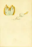 Rita Angus, Study for a Still Life