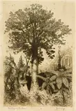 Trevor Lloyd, His Majesty the Kauri, etching