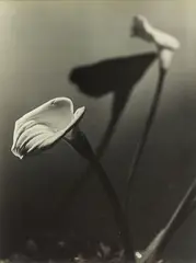 Arum Lilies by Frank Simon Hofmann, vintage gelatin silver print, circa 1944, offered Aug 2013