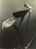 Frank Simon Hofmann, Arum Lilies, vintage gelatin silver print, circa 1944