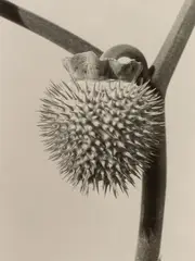 Datura by Peter Peryer, gelatin silver print, 10/15, offered Aug 2013