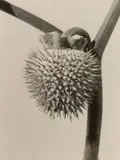 Peter Peryer, Datura