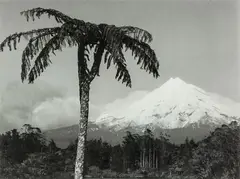 Taranaki by Peter Peryer, gelatin silver print, sold Aug 2013
