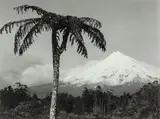 Taranaki by Peter Peryer, gelatin silver print, sold Aug 2013