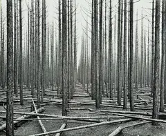 John Johns, Burnt Forest No. 14, vintage gelatin silver print mounted to card